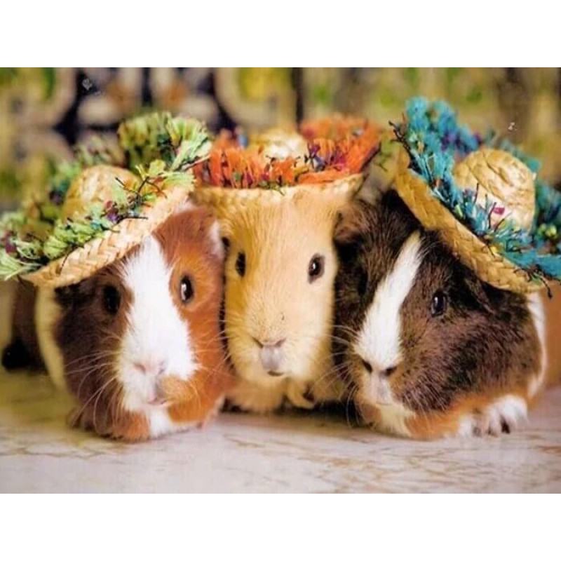 Three Guinea pigs in...