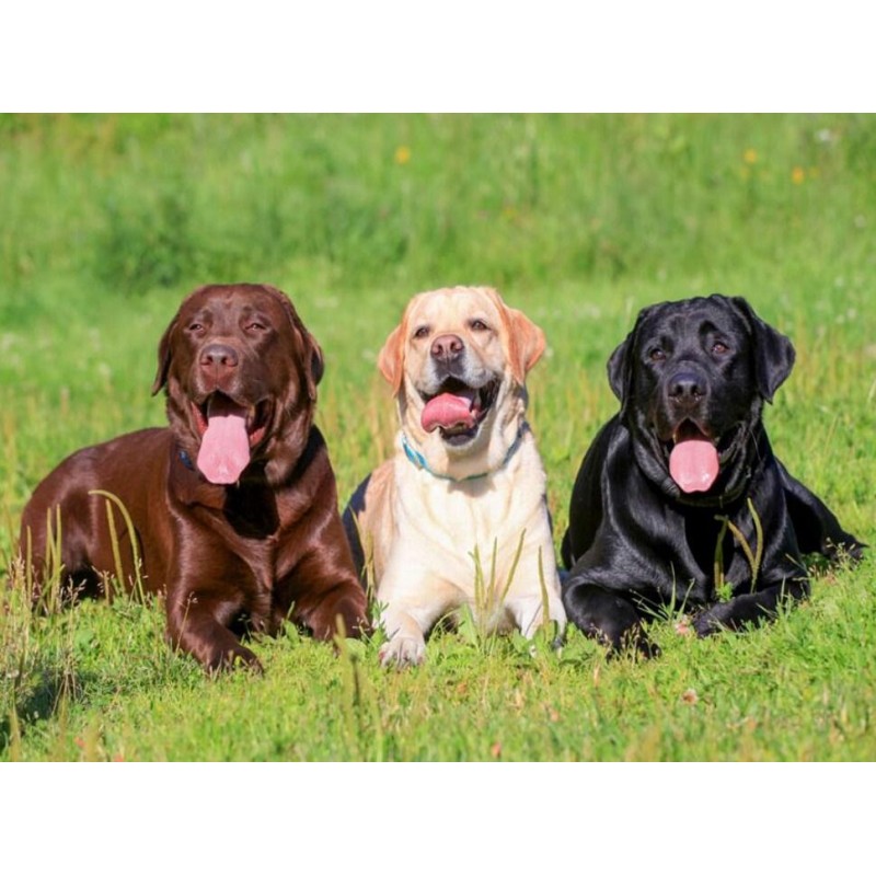 Three Labrador Retri...