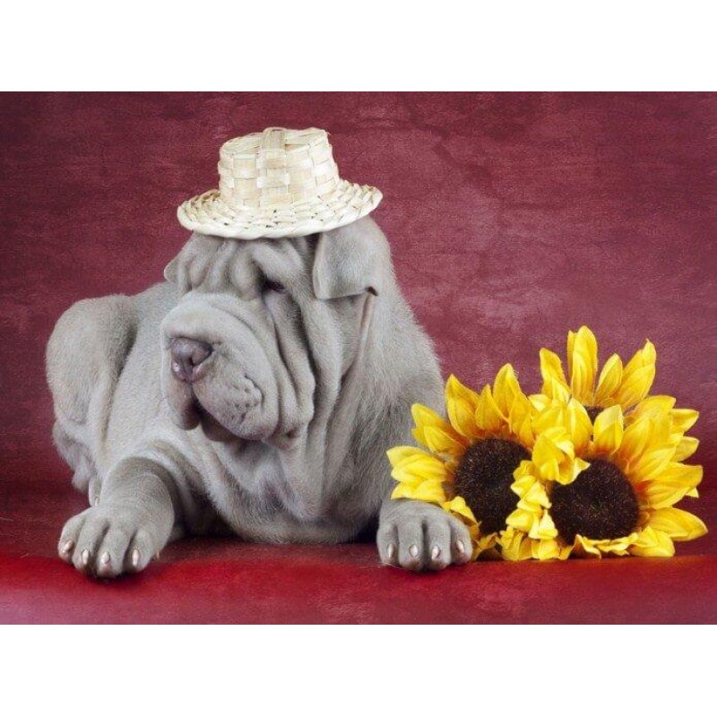 Bulldog & Sunflo...