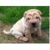 Fluffy Dog Ori-Pei Breed