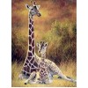 Giraffe & Baby Sitting in the Forest