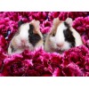 Guinea pigs & Flowers