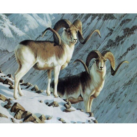Mountain Goats with Big Horns