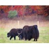 American Buffalo Grazing
