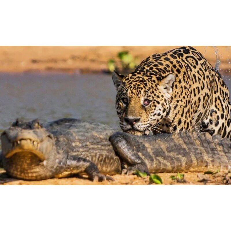 Jaguar & Crocodi...