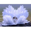 Gorgeous Swans Love Painting