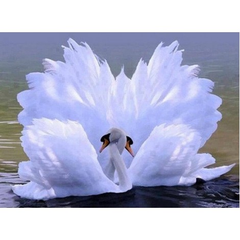 Gorgeous Swans Love Painting