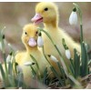 Sweet Little Ducklings
