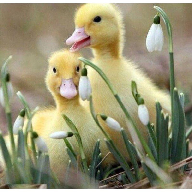 Sweet Little Ducklin...