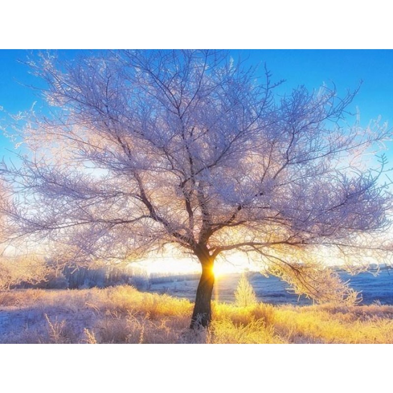 Stunning Tree - Pain...