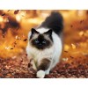 Long Haired Siamese Cat