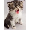 Sweet Kitten Yawning