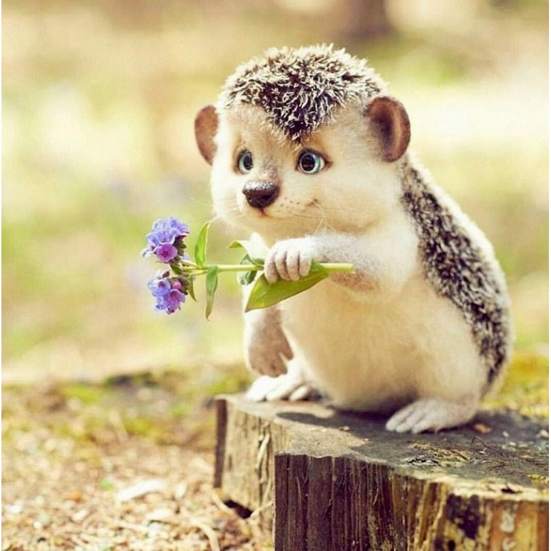 Sweet Hedgehog with ...