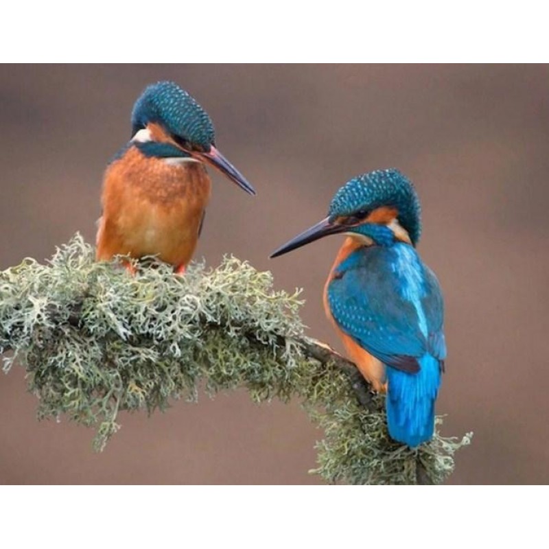 Sweet Kingfisher Pai...