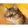 Sweet Cat with Staring Eyes