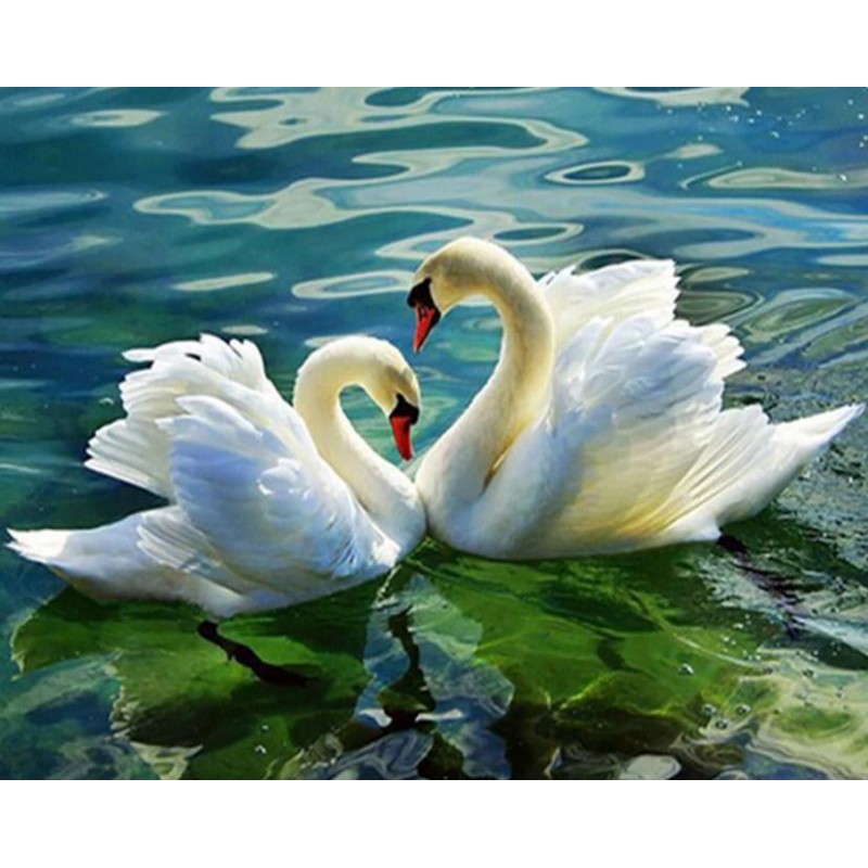 Swan Couple in the L...