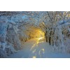 Sunshine in the Snowy Forest