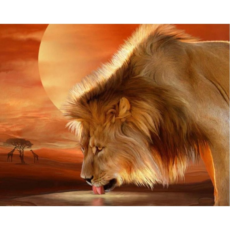 African Lion Drinkin...