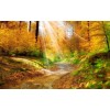 Sun Rays over the Forest