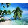 Summer Beach & Palm Trees