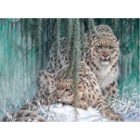Stunning Snow Leopard Pair