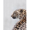 Stunning Jaguar - Paint by Diamonds