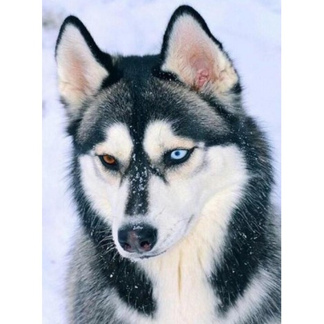 Stunning Husky with Different Colored Eyes
