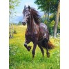 Horse Running in the Meadows