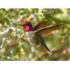 Stunning Humming Bird - Paint by Diamonds