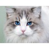 Stunning Cat with Blue Eyes