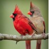 Stunning Cardinals Pair