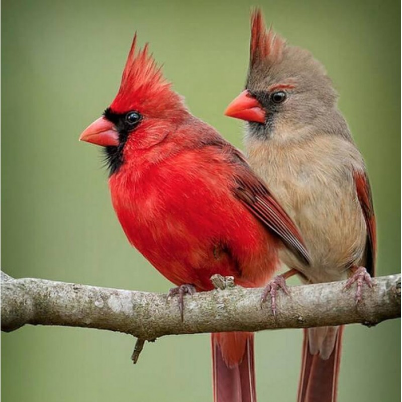 Stunning Cardinals P...