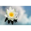 Beautiful Water Lilly