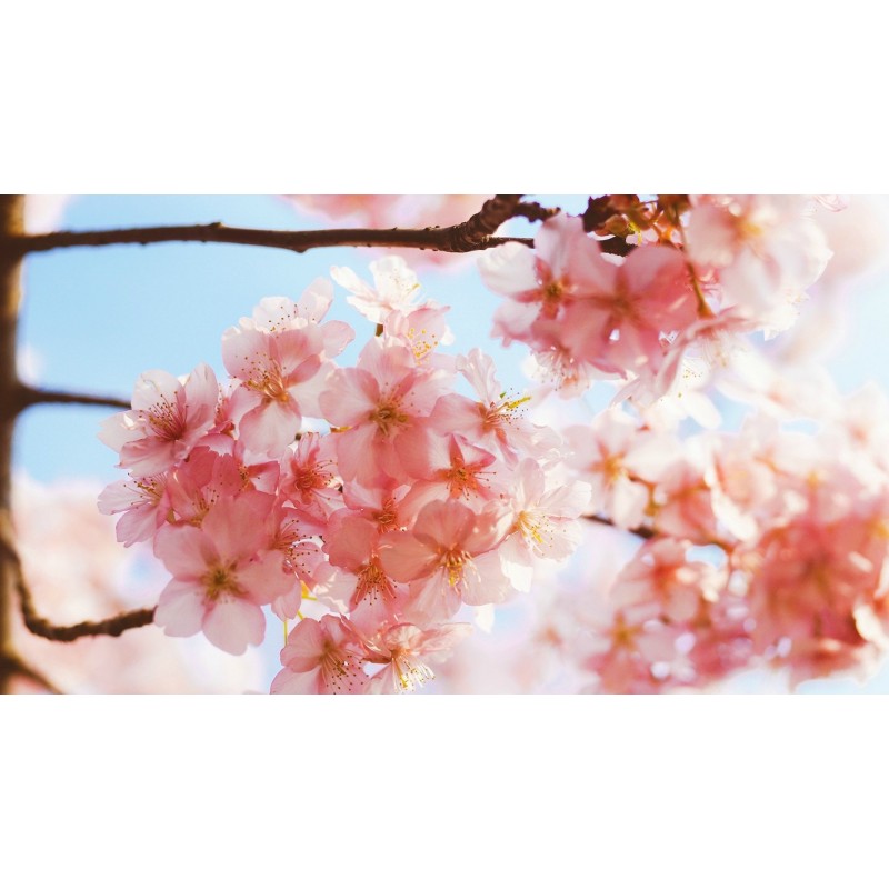 Blooming Peach Bloss...
