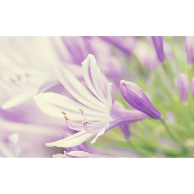 Lavender Flower Clos...