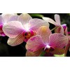 Orchids - Paint by Diamonds