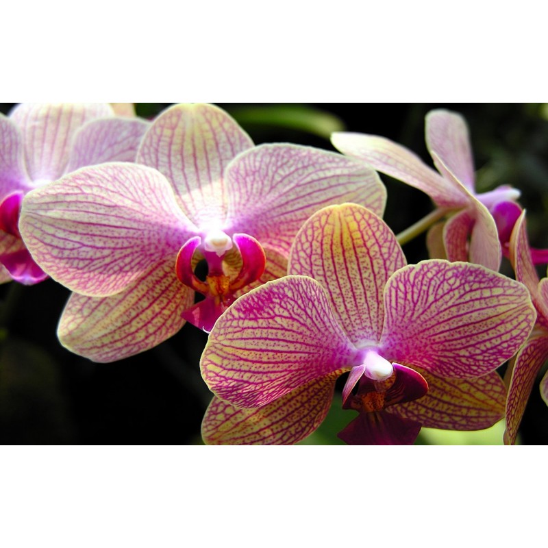 Orchids - Paint by D...