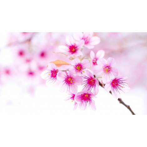 Pink Sakura Flowers - Paint with Diamonds