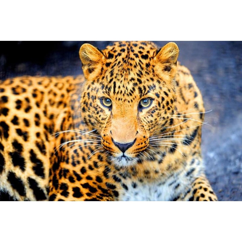 Enchanting Leopard- ...