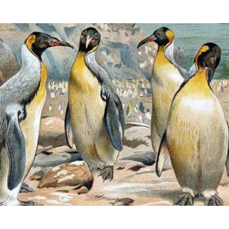 Beautiful Penguins - Pain...