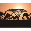 Arabian Camels - Paint by Diamonds