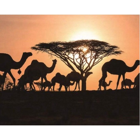 Arabian Camels - Paint by Diamonds