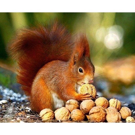 Squirrel eating Walnuts