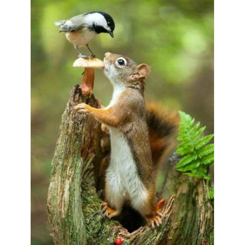 Squirrel & Sparr...