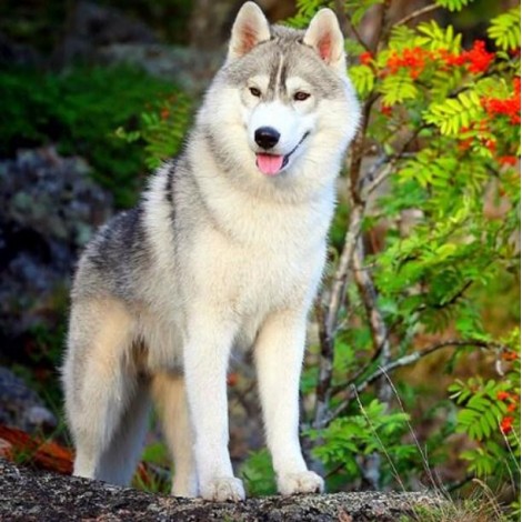 Siberian Husky - Paint by Diamonds