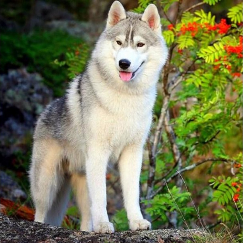 Siberian Husky - Pai...