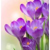 Purple Floral Beauty Diamond Painting