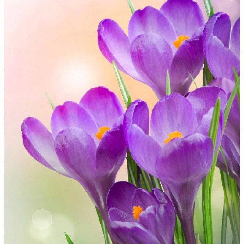Purple Floral Beauty...