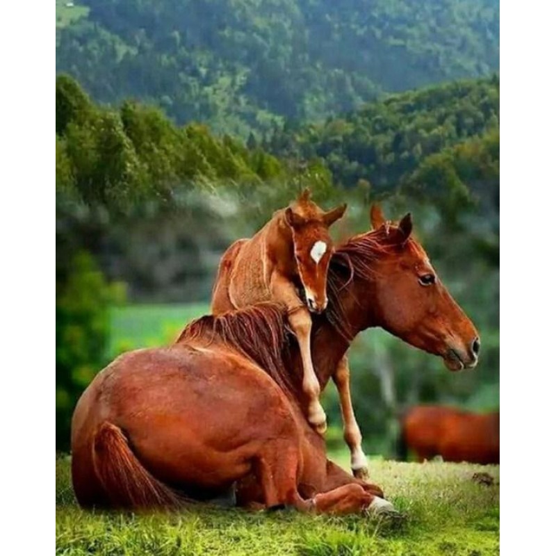 Horse Baby Hugging t...