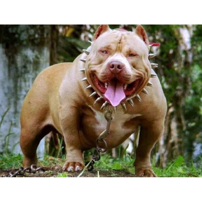 American Pit Bull Te...